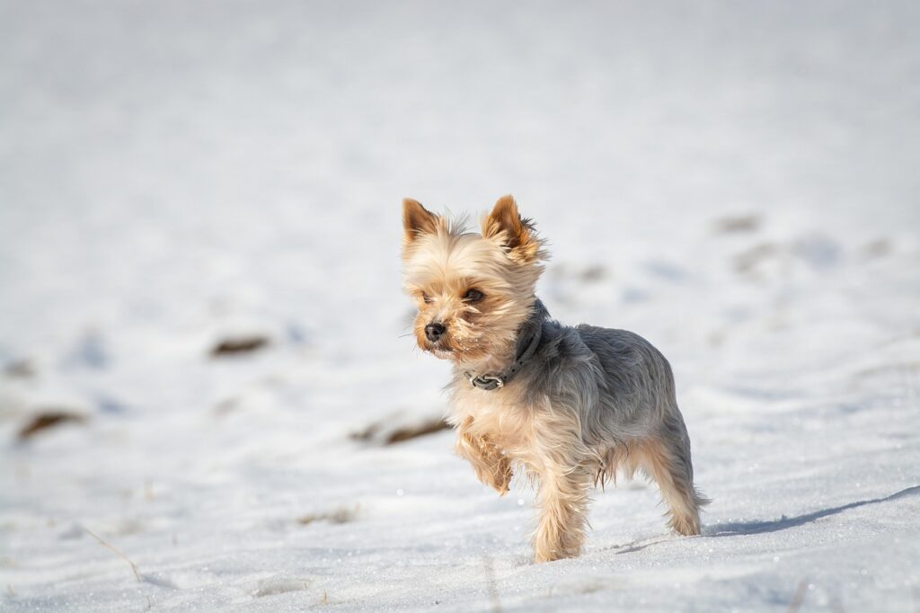 dog, small, winter-5209291.jpg