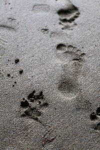 footprint, dog, paw-2166848.jpg