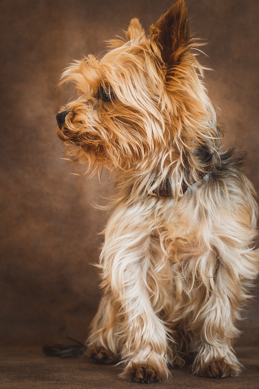 yorkshire terrier, yorkie, dog-7831148.jpg